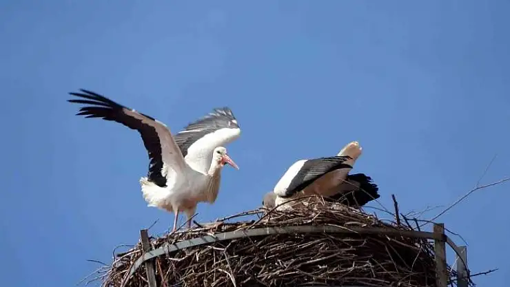 'Okul 40 yıllık misafirleri leylekler için pilav günü düzenledi'