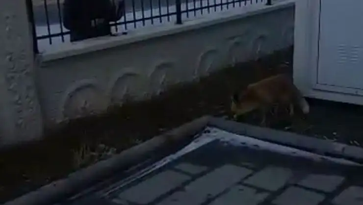 'Okul bahçesine indi, müdür elleriyle besledi'