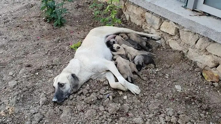'Ölüme terk edilen 10 yavru köpek, 3 gün sonra annelerine kavuştu'