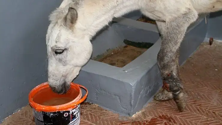 'Ölüme terk edilen katır, hastanede tedavi altına alındı'
