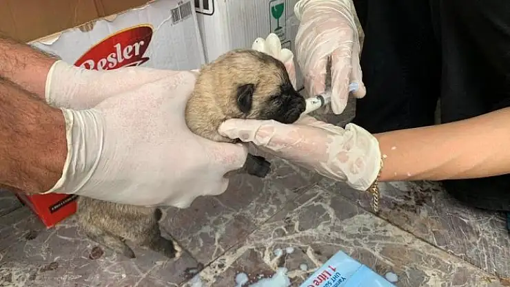 'Ölüme terk edilen yavru köpekler, biberonla beslenmeye başlandı'