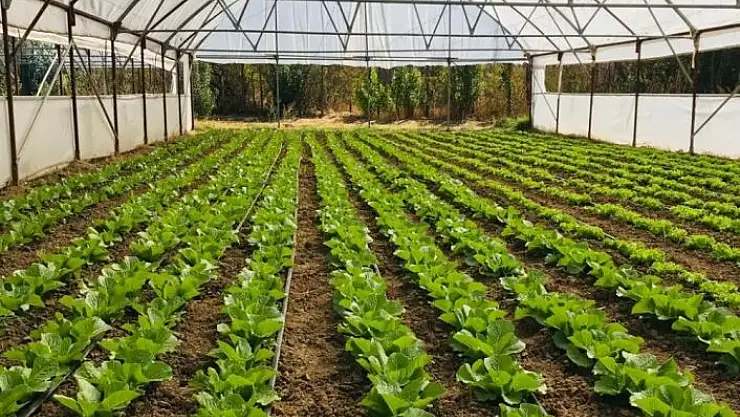 'Organik Tarım Desteklemeleri müracaatları başladı'
