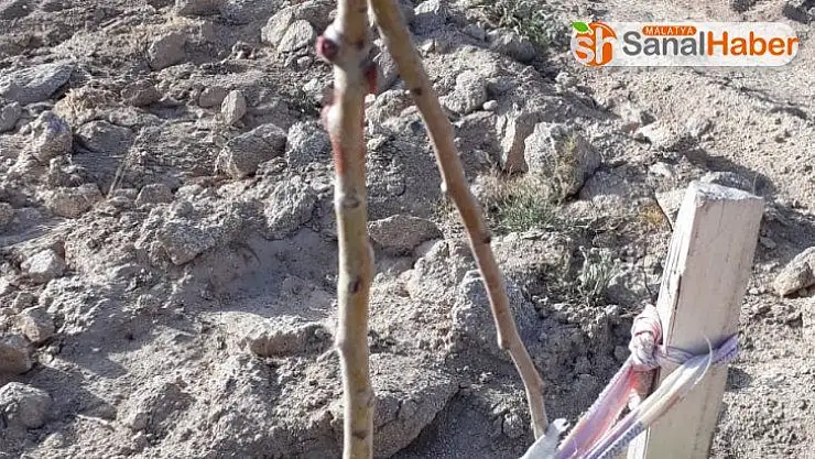 Örnek gösterilen bahçedeki armut fidanlarına zarar verdiler