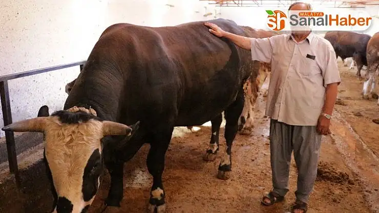 Otomobil fiyatına kurbanlık tosun