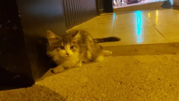 'Otomobilin çarptığı kedi, tedavi altına alındı'