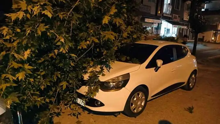 'Otomobilin üzerine ağaç dalı devrildi'
