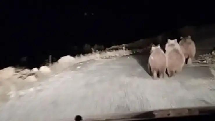 'Otomobiliyle giderken ayılarla karşılaştı'