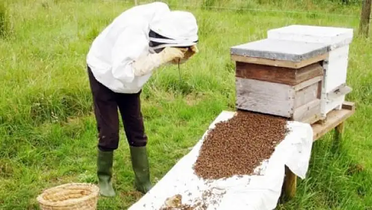 Kale´de Arıcılık...