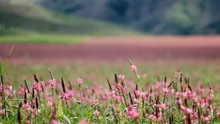 'Pembe ve yeşilin buluştuğu çiçek tarlası hayranlık uyandırıyor'