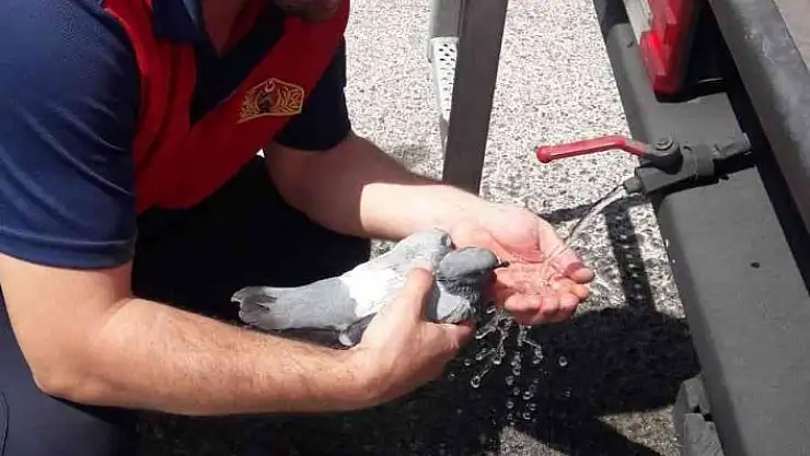 'Pencerede takılı kalan güvercin kurtarıldı'