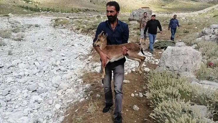 'Piknikçilerin bulduğu yavru yaban keçisine şefkat eli uzandı'