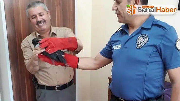 Polis, yaralı şahini görevlilere teslim etti