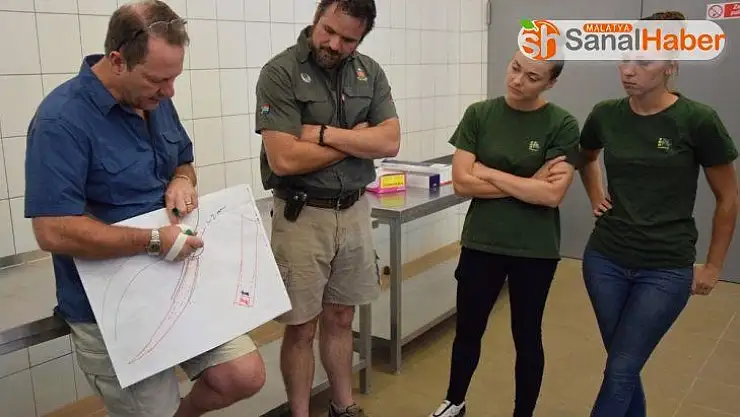 Polonya'da 5,5 tonluk filin dişi ameliyatla çekildi