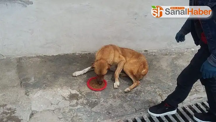 Pütürge'de sokak hayvanları unutulmadı