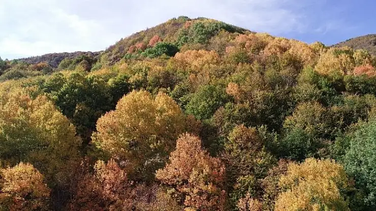 Rengarenk görüntüsüyle adeta büyülüyor