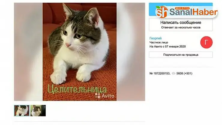 Rus kedisi 320 bin dolara satışa çıkarıldı