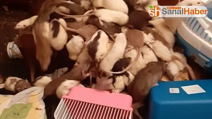 Rusya'da bir kadının yüzlerce fareyle birlikte yaşadığı ortaya çıktı