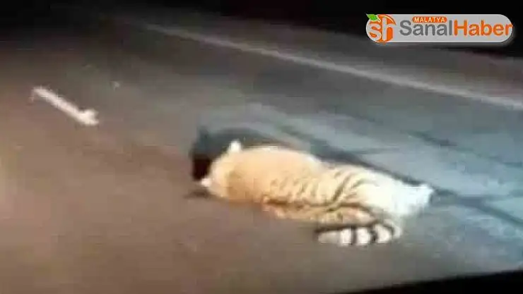 Rusya'da nesli tükenmekte olan kaplana araba çarptı