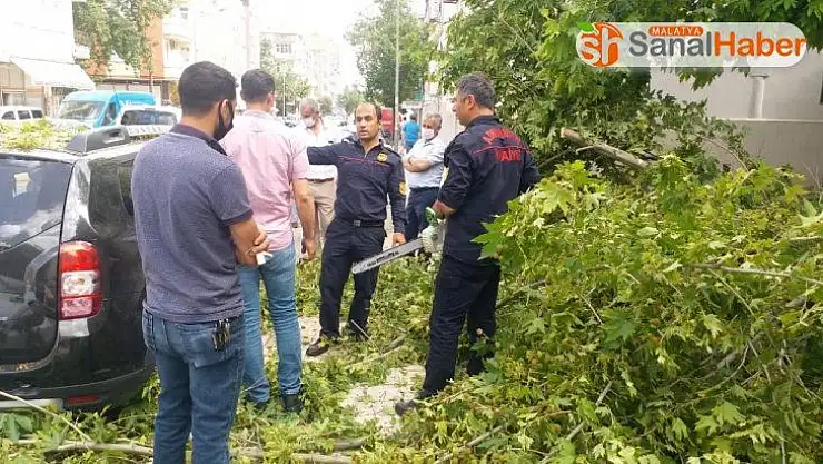 Rüzgarın devirdiği ağaç araçların üzerine düştü