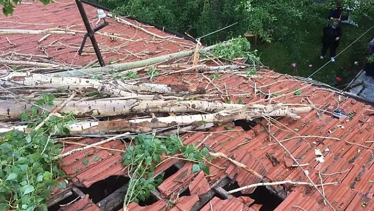 'Rüzgarın devirdiği ağaç çatıda hasara neden oldu'
