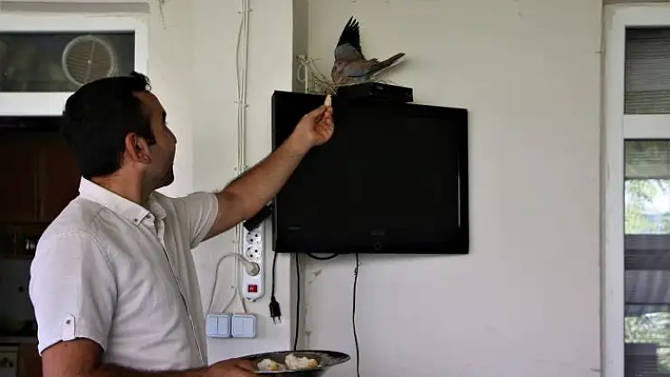 'Sağlık çalışanı, televizyonun üstüne yuva yapıp yumurtlayan kumruya gözü gibi bakıyor'