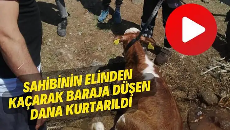 Sahibinin elinden kaçarak baraja düşen dana kurtarıldı