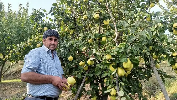 'Şahinkaya ayvasında hasat zamanı'