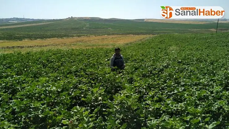 Samsat'ta vatandaşlar sulu tarıma yöneldi