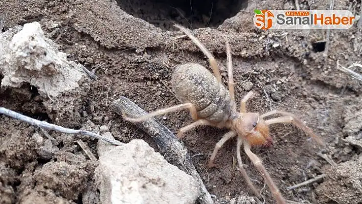 Sarıkız kabusu geri döndü