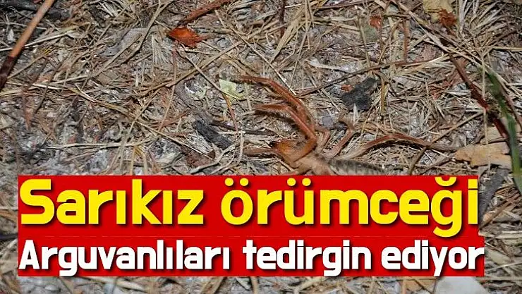 Sarıkız örümceği Arguvanlıları tedirgin ediyor