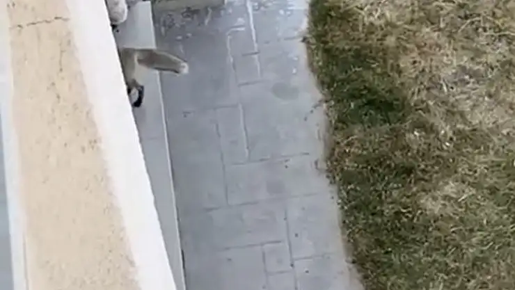 'Şehir merkezine inen tilki eve girdi'