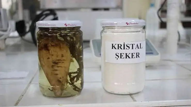 'Şeker pancarının tarladan sofralara uzanan tatlı yolculuğu'