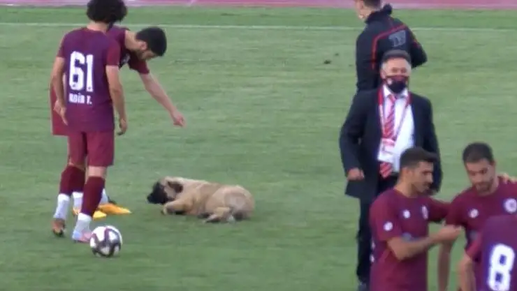 'Sevimli köpek önce futbolcularla antrenman yaptı sonra sahadan çıkmadı'