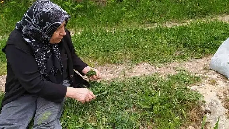 'Sezon başladı, ailecek tek tek elleriyle topluyorlar'