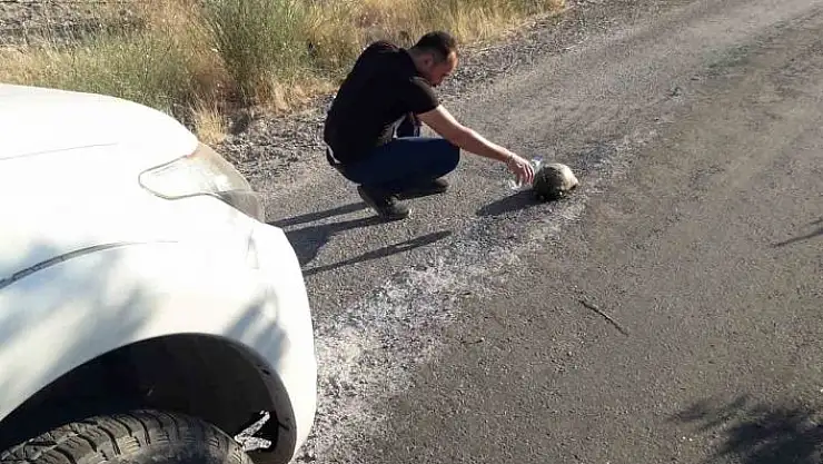 'Sıcaktan etkilenen kaplumbağaya su içirdi'