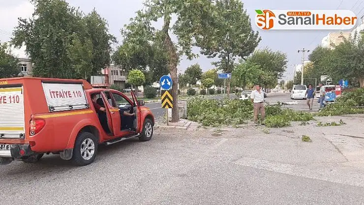 Şiddetli rüzgar ağaçları devirip geçti