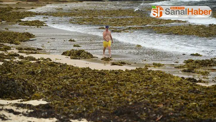 Sidney'in ünlü plajını deniz yosunları kapladı