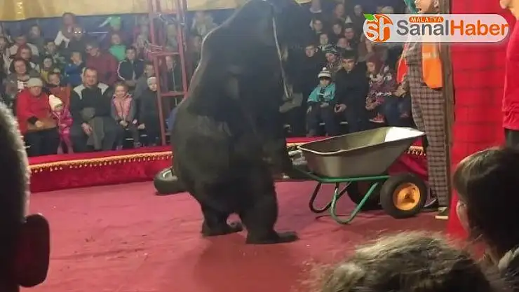 Sirkte gösteri yapan ayı, terbiyecisine saldırdı