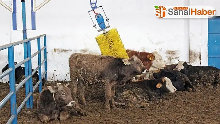 Sivas'ın hayvan varlığı arttı