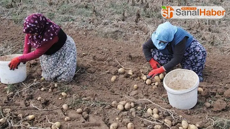 Sivas patates üretiminde 10'uncu sırada