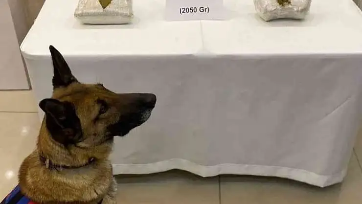 'Sivas´ta 2 kilo toz esrar ele geçirildi'
