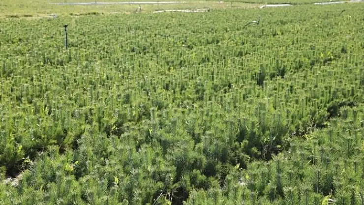 'Sivas´ta 3 Milyon fidan toprakla buluştu, hedef 4 milyon fidan'