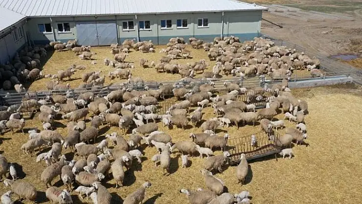 'Sivas´ta hayvan varlığı arttı'