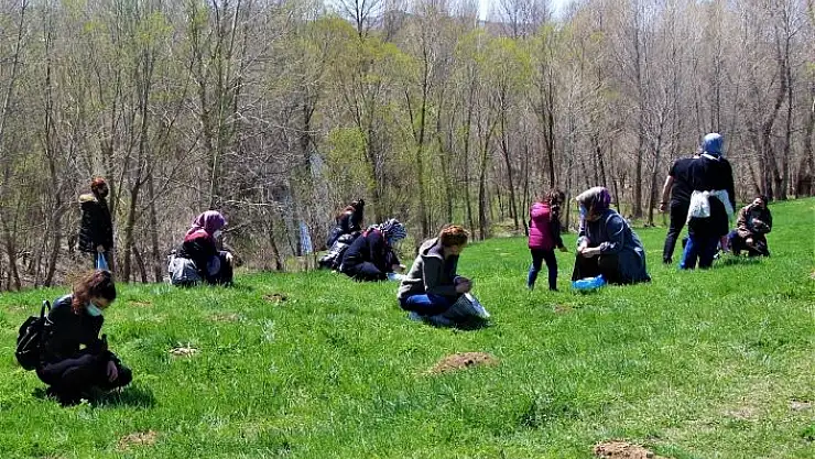 'Sivas´ta madımak sezonu açıldı'