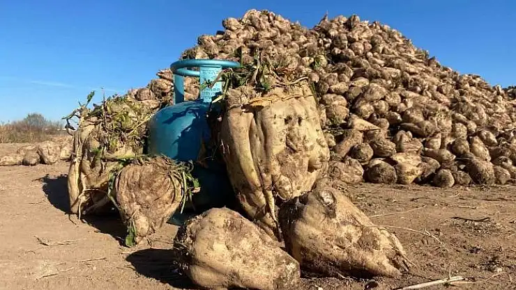 'Sivas´ta yetişen dev pancarlar şaşırttı'