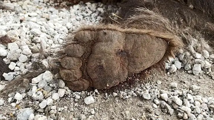 'Sivas´ta yol kenarına atılmış bir ayı ölüsü bulundu'