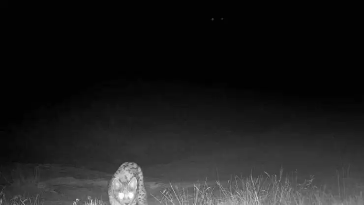 'Sivasın yaban hayatı, belgeselleri aratmadı'