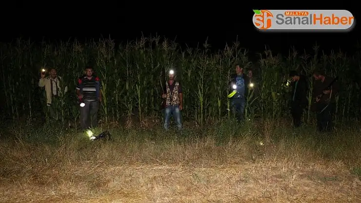 Sivaslı çiftçiler tarlalarında sabahlara kadar domuz nöbeti tutuyor