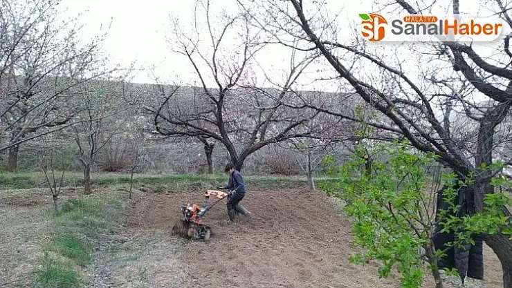 Soğuk hava kayısıyı vurdu