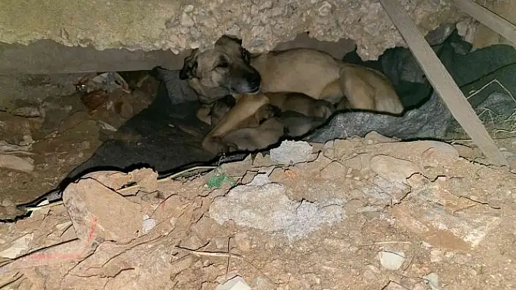 'Soğukta yedi yavrusuyla kaldırım kenarına sığındı, yardımına belediye ekipleri koştu'